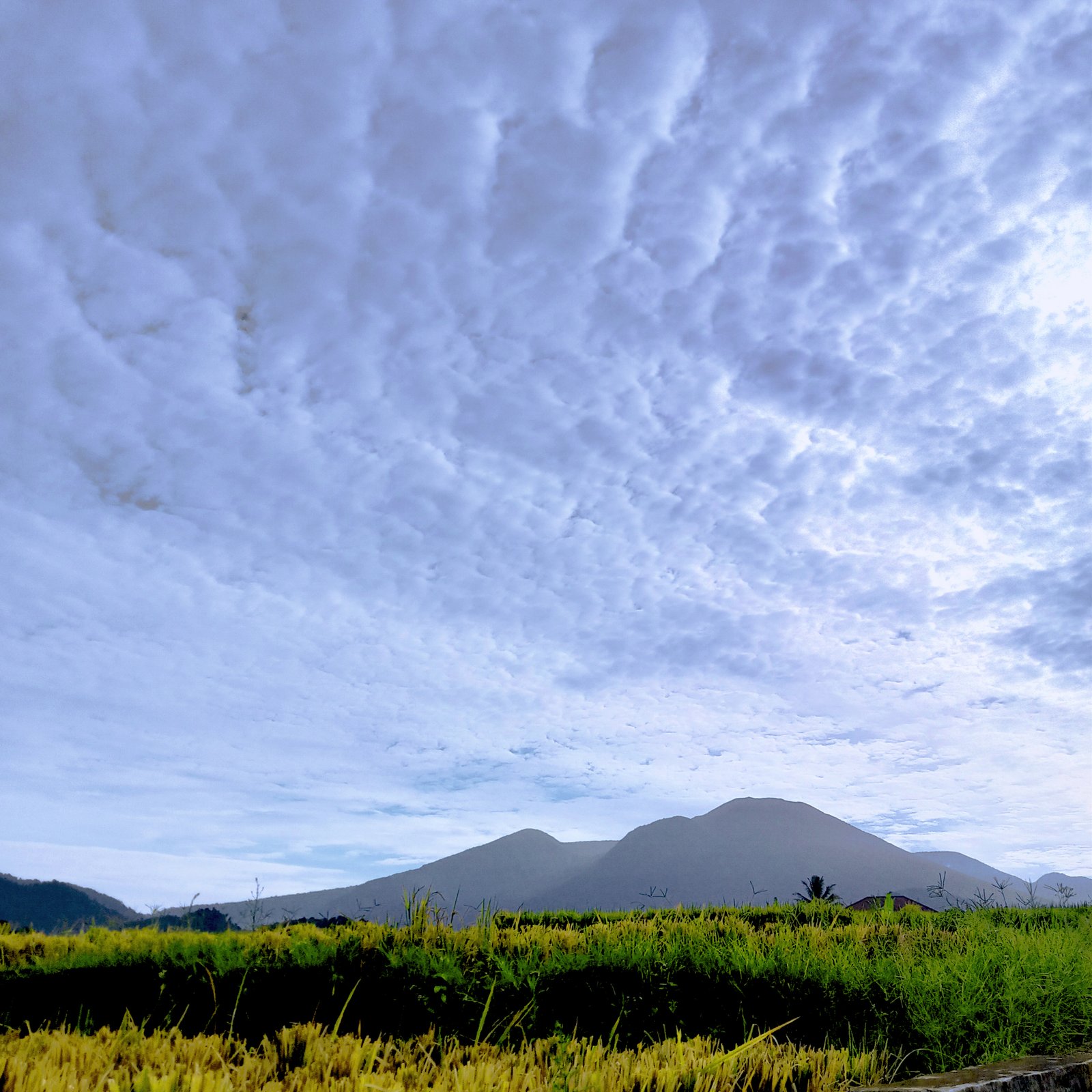 Tagaytay vs Baguio side-by-side comparison: scenic ridges vs pine-covered hills